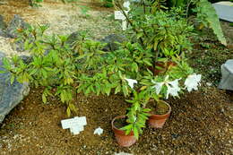 Imagem de Rhododendron boninense Nakai