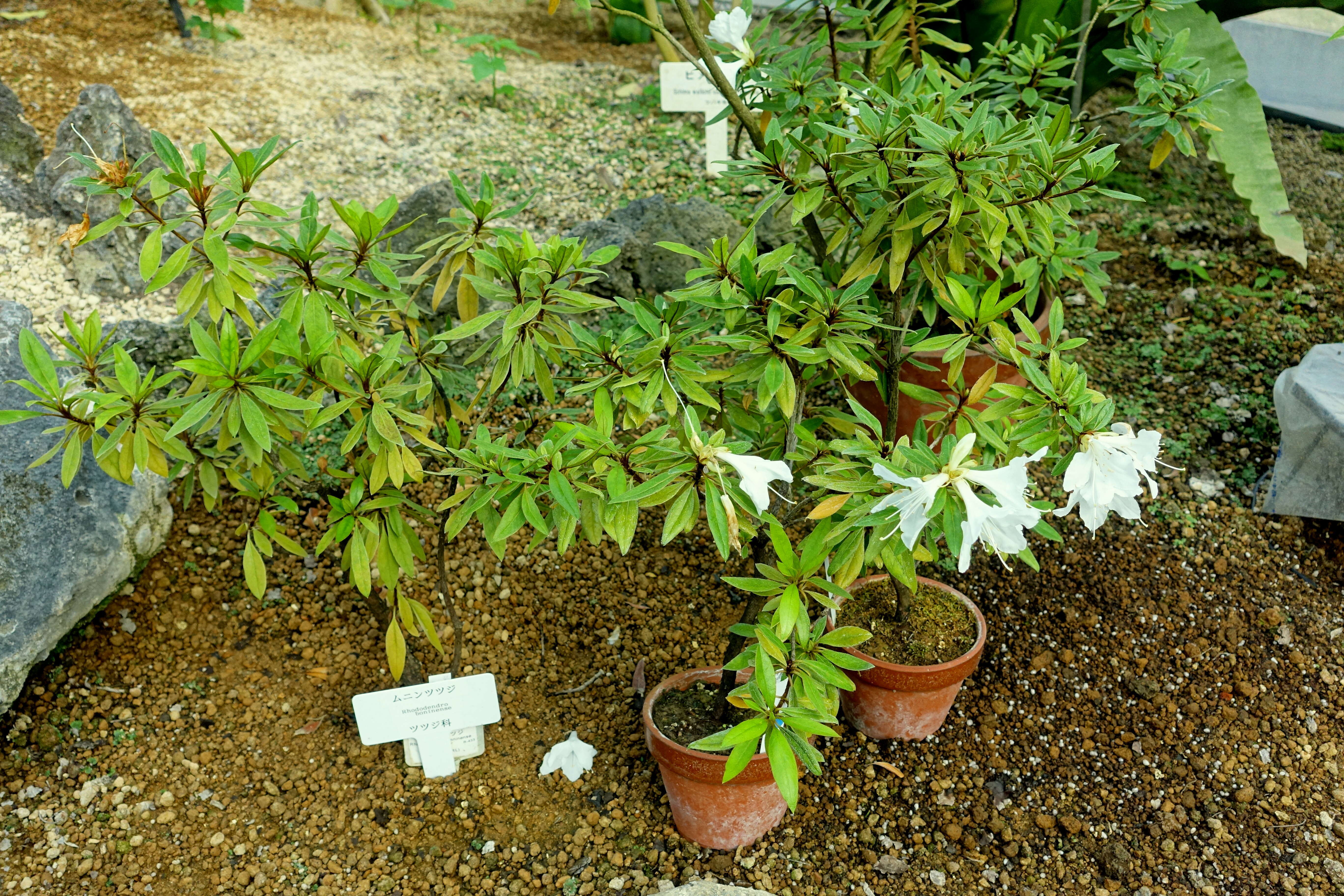 Imagem de Rhododendron boninense Nakai