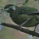 Image of green catbird