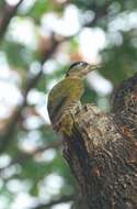 Picus xanthopygaeus (Gray, JE, Gray & GR 1847) resmi