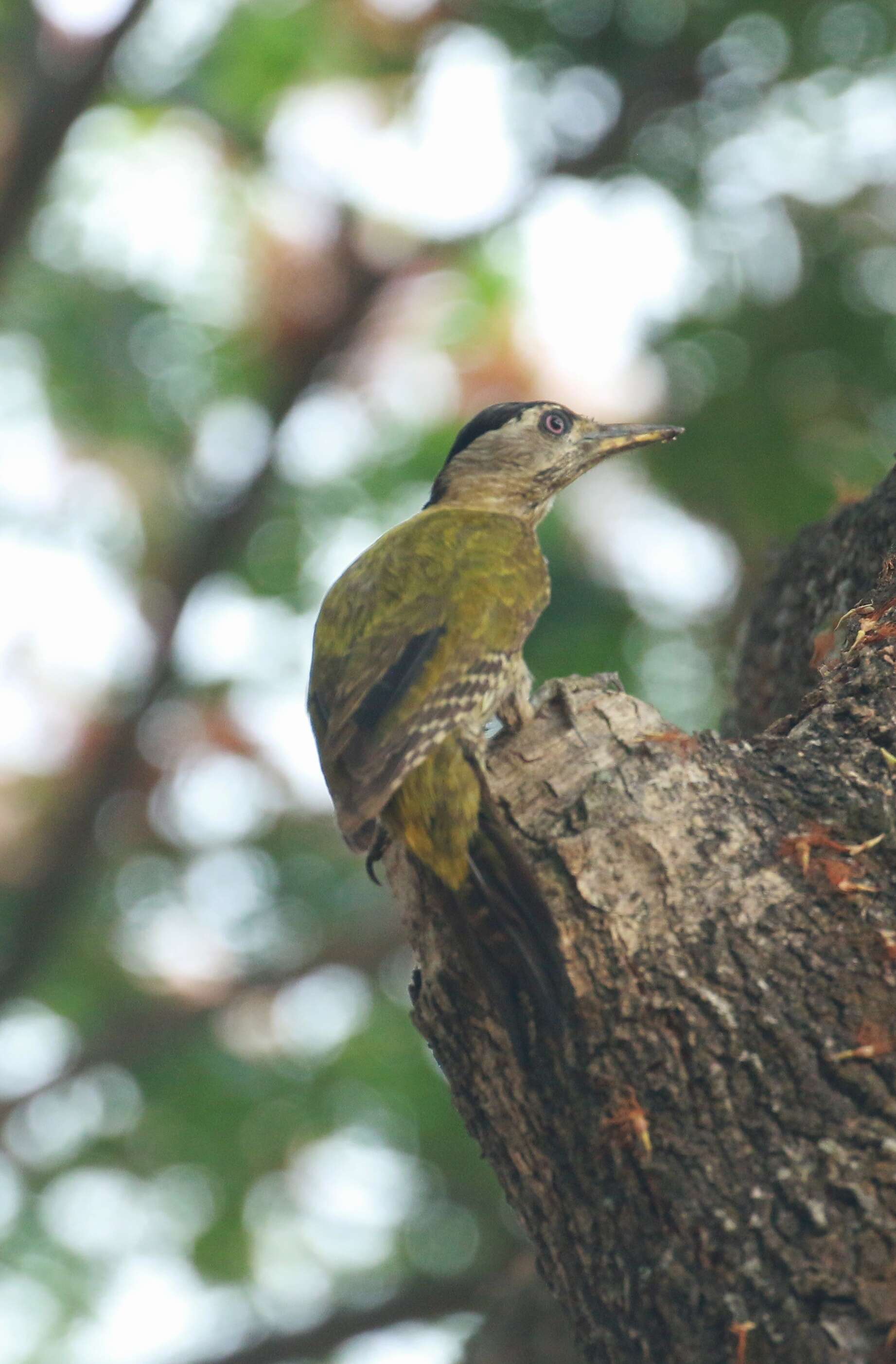 Image of Streak-throated Woodpecker