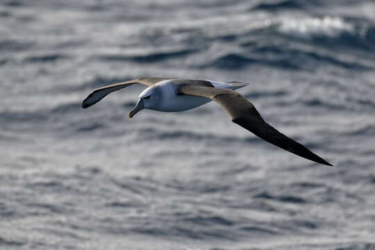 Image of Shy Albatross