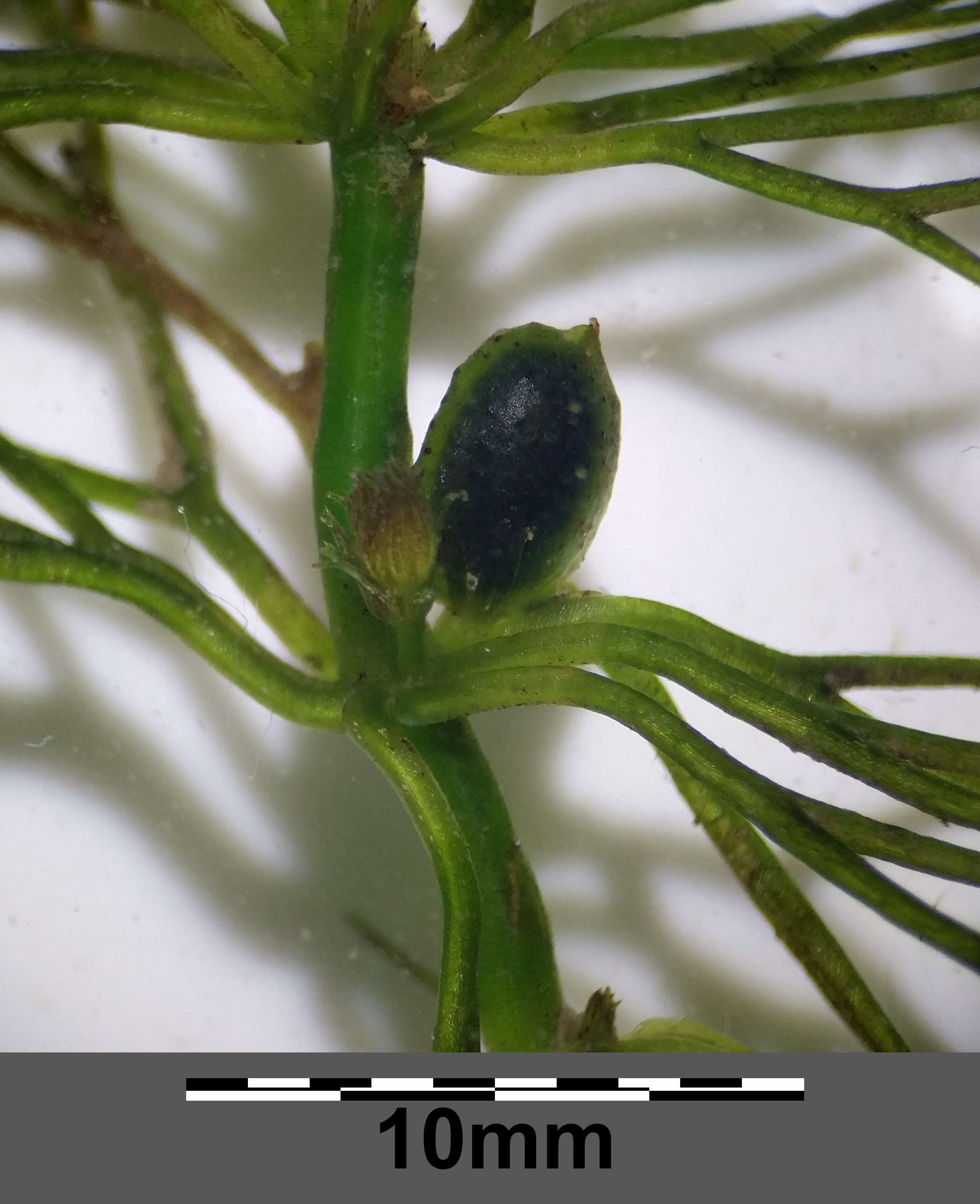 Image of Soft Hornwort