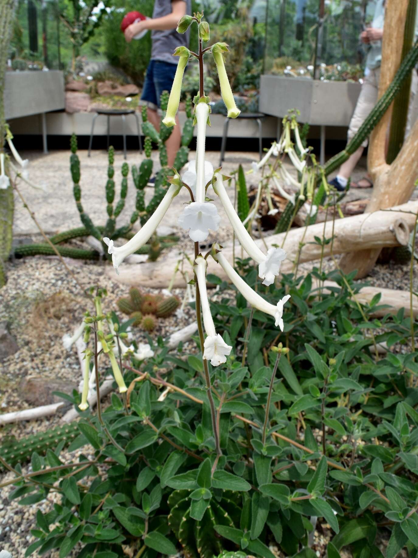 Image of Sinningia tubiflora (Hook.) Fritsch