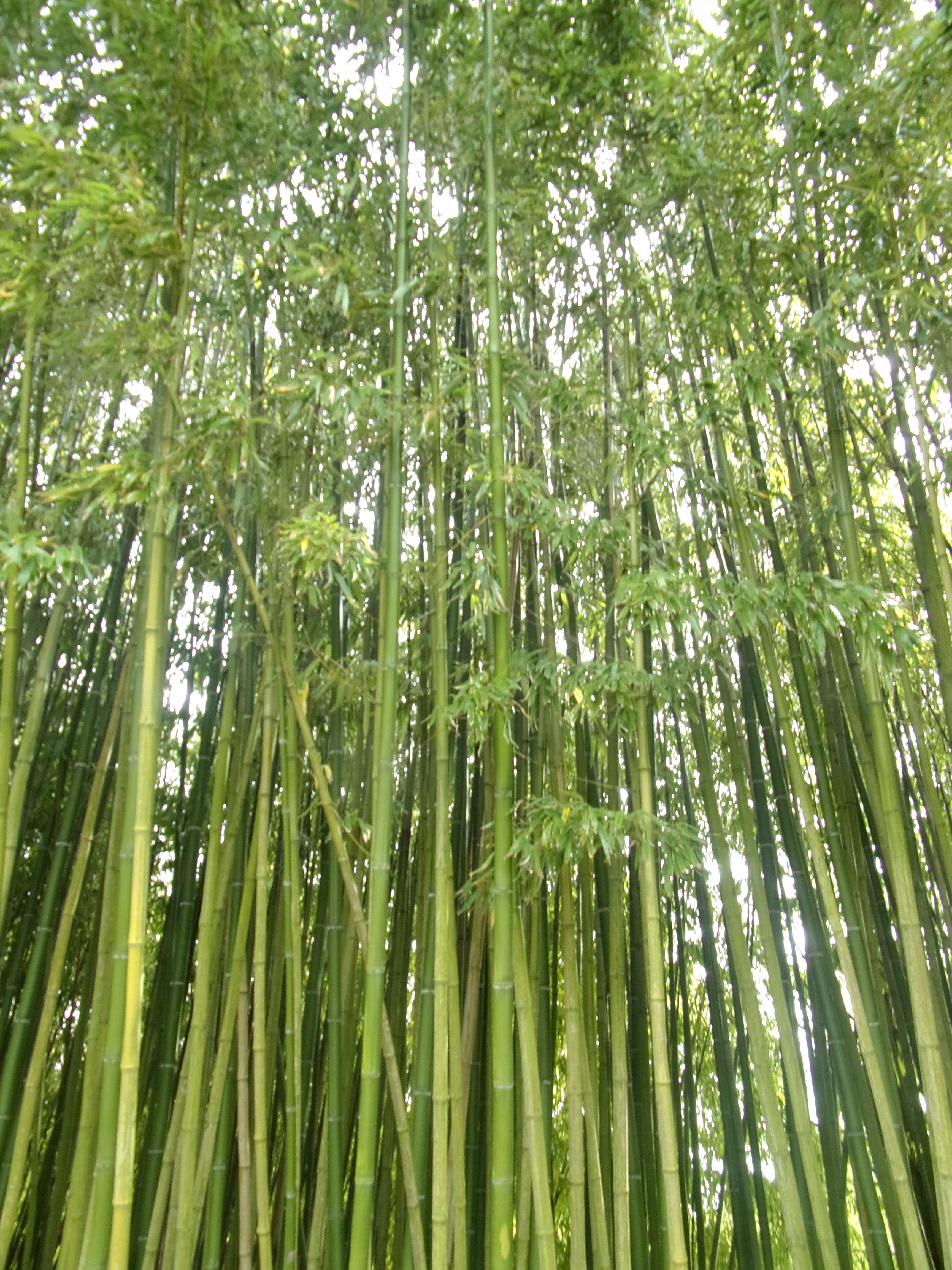 Image of running giant bamboo