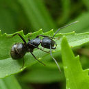 Image of (Eastern) black carpenter ant