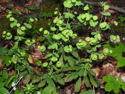 Image of Wood Spurge