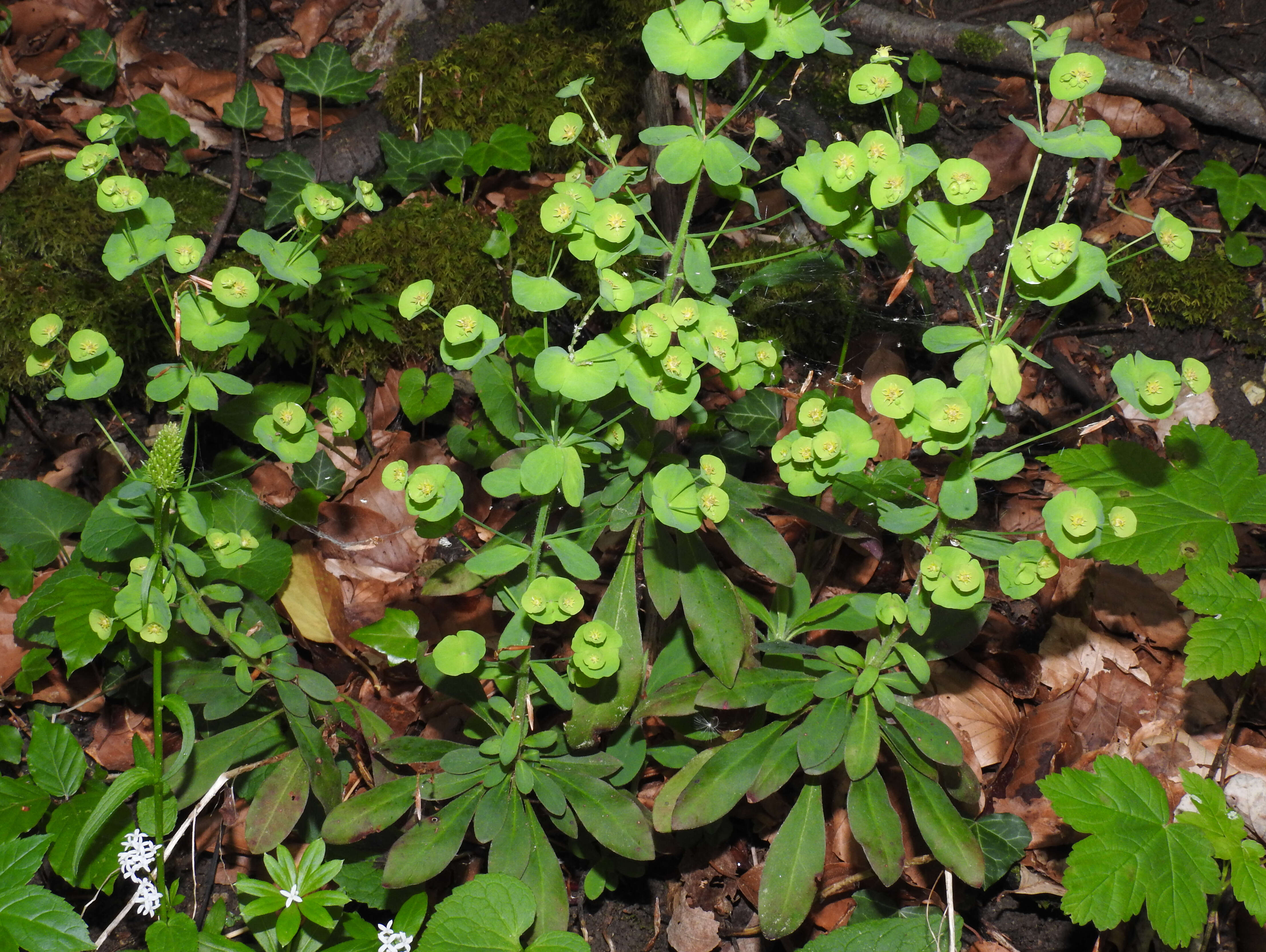 Image of Wood Spurge