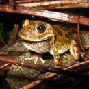 Image of Northern casque-headed frog