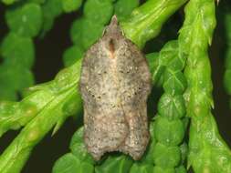 Image of Acleris effractana