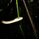 Image of Mexican White-lipped Snake