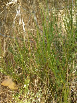 Image of <i>Cytisus <i>scoparius</i></i> scoparius