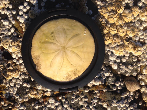 18.https www inaturalist org photos 2145121.580x360