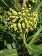 Image of <i>Asclepias viridiflora</i>