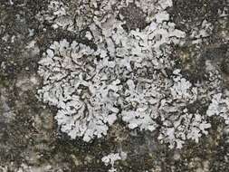 Image of Blue-gray rosette lichen