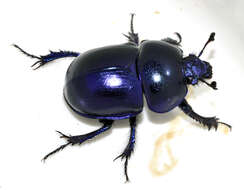 Image of Geotrupes vernalis