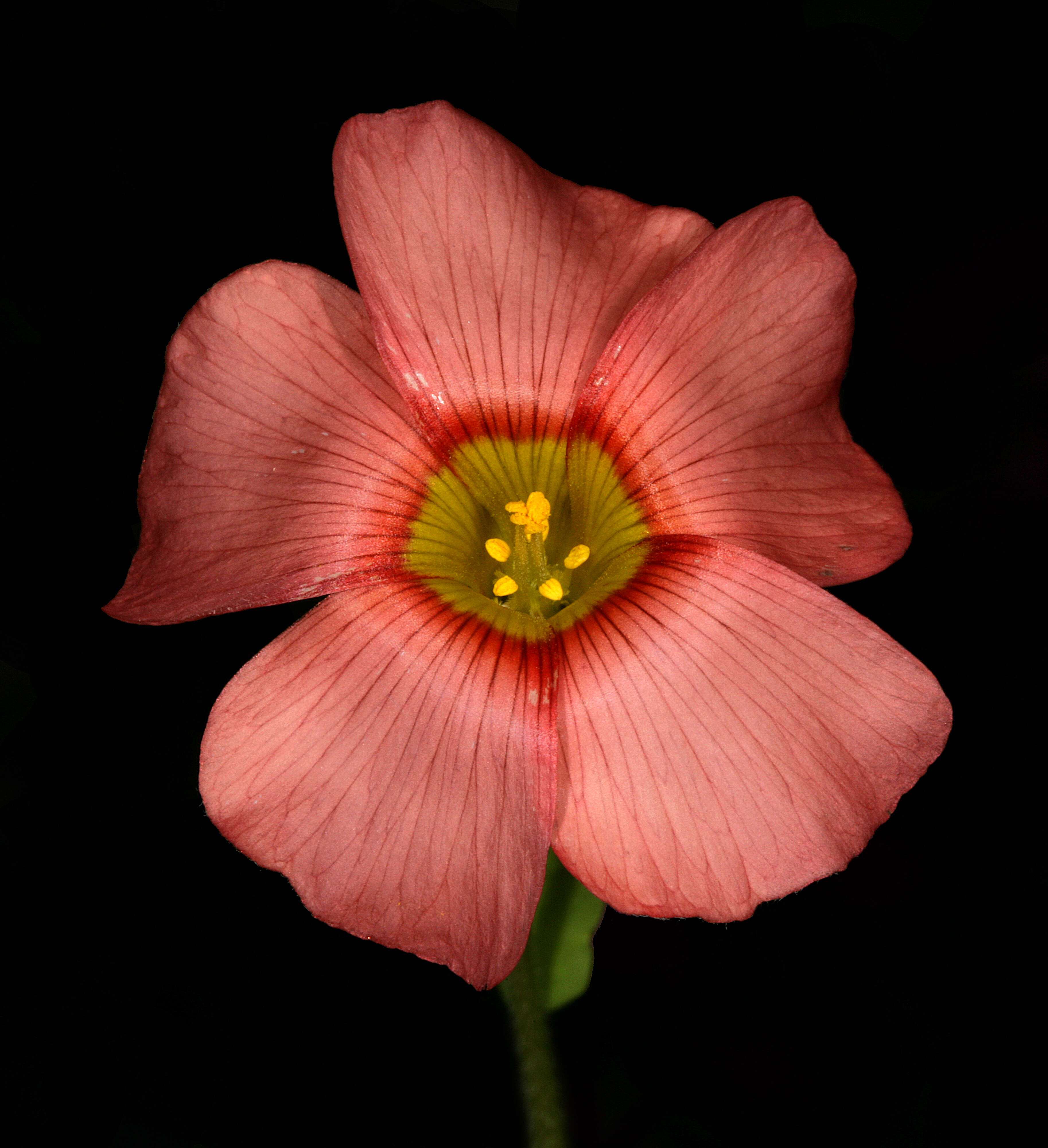 Image of Oxalis obtusa Jacq.