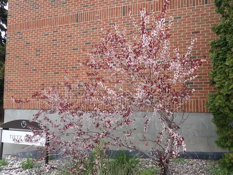 Image of Prunus × cistena