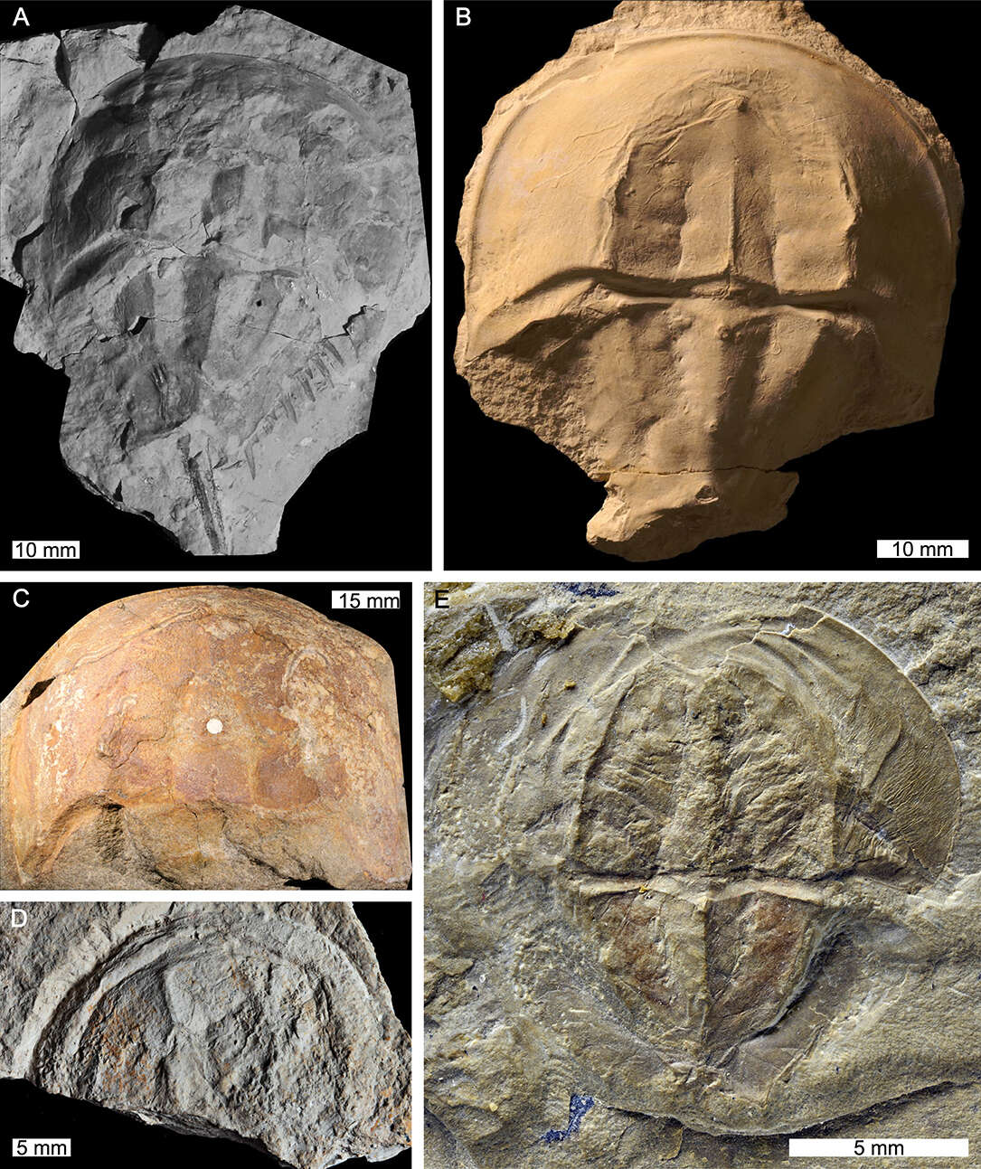 Image of Merostomes