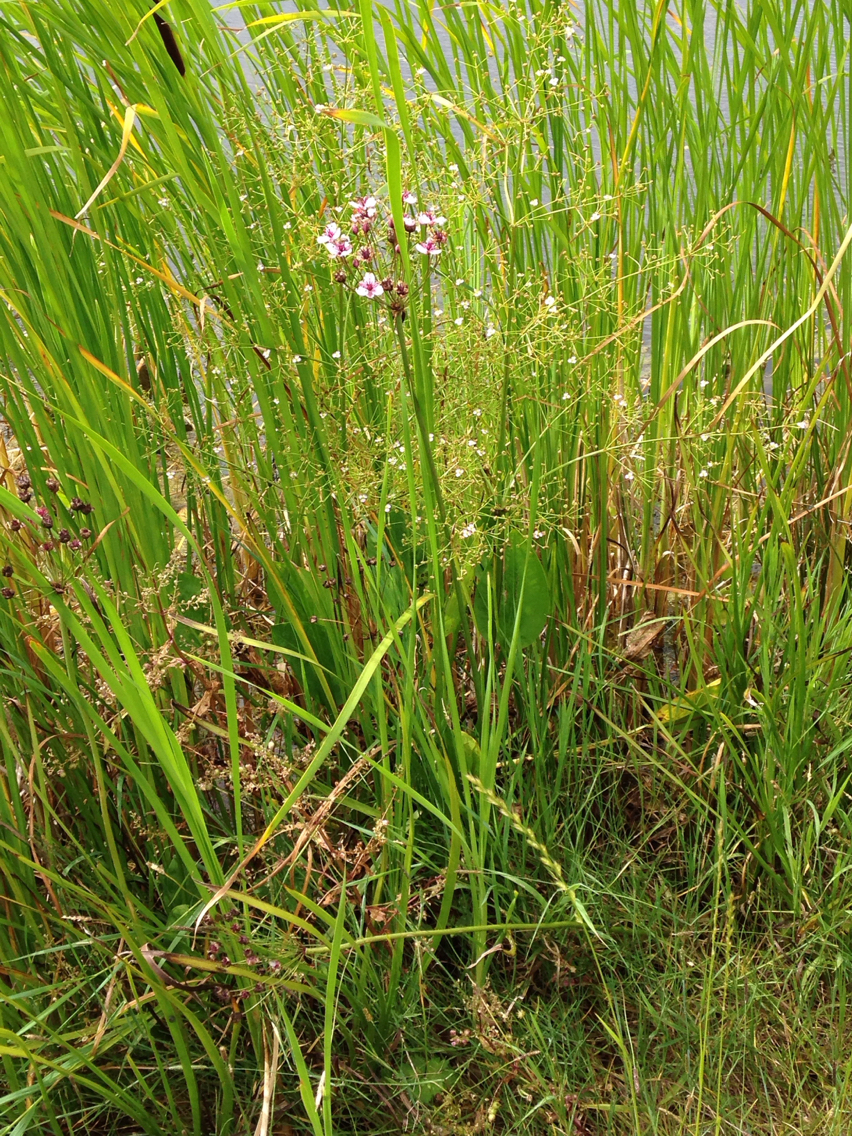 Image of <i>Butomus umbellatus</i>