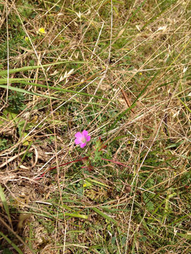 Image of <i>Geranium columbinum</i>