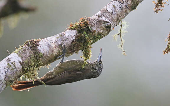 Image of Olive-backed Woodcreeper