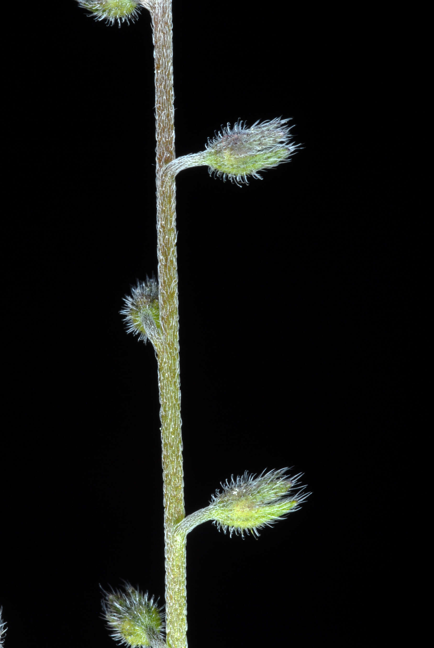 Image of Early Forget-me-not