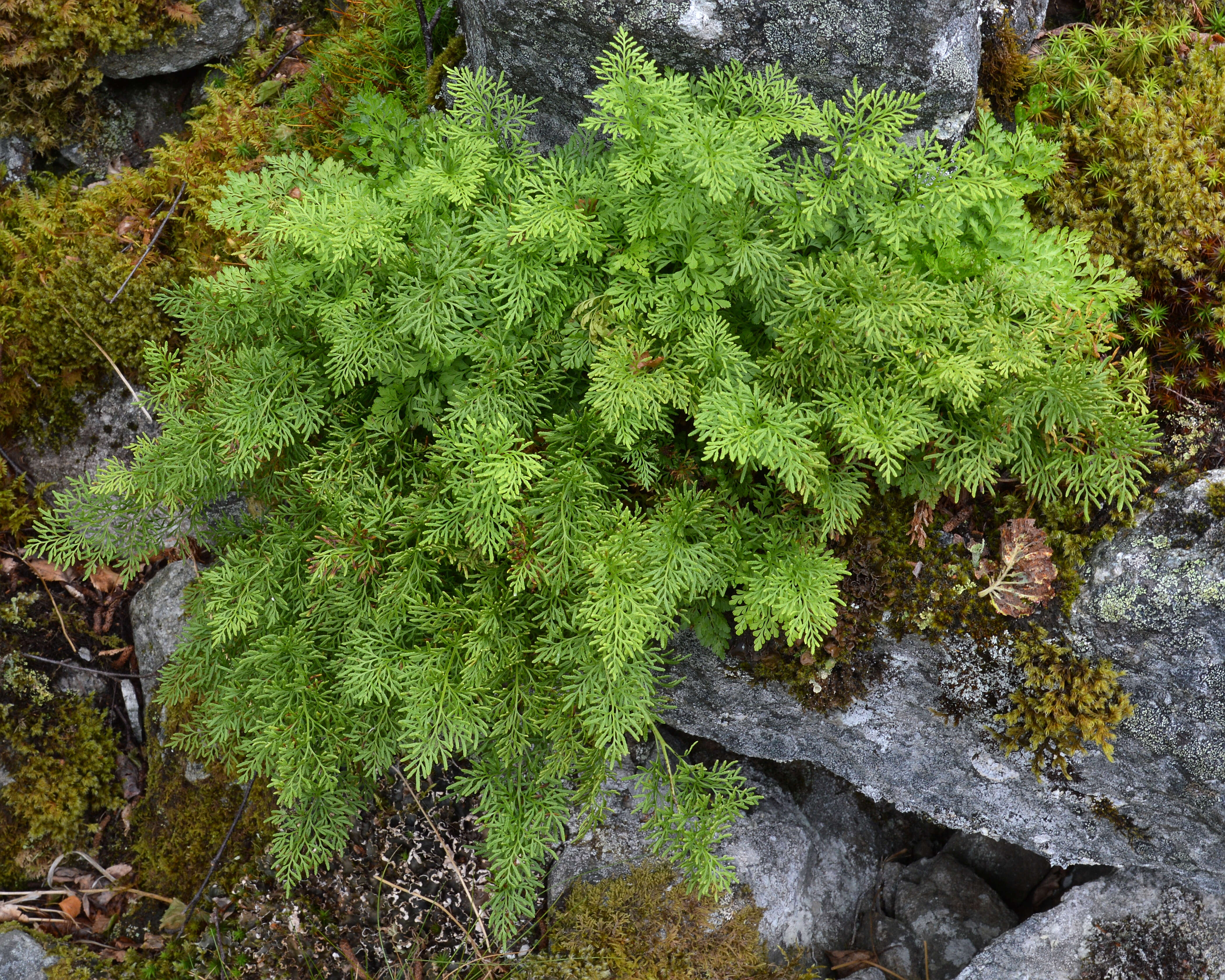 Image of parsley fern