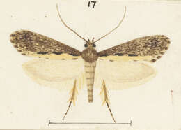 Image of Proterodesma byrsopola Meyrick 1909