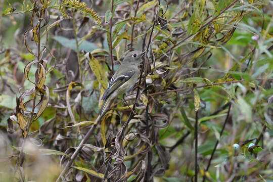 Image of Golden-crowned Kinglet