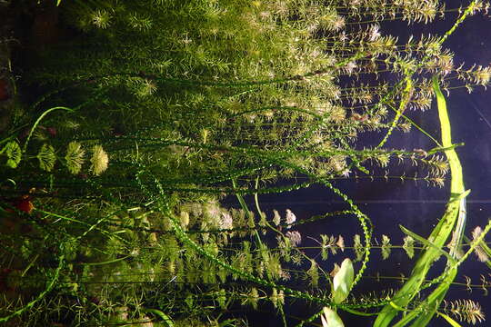 Image of Crinum calamistratum Bogner & Heine