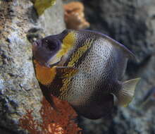 Image of Cortez Angelfish