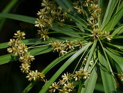 Sivun Cyperus alternifolius L. kuva