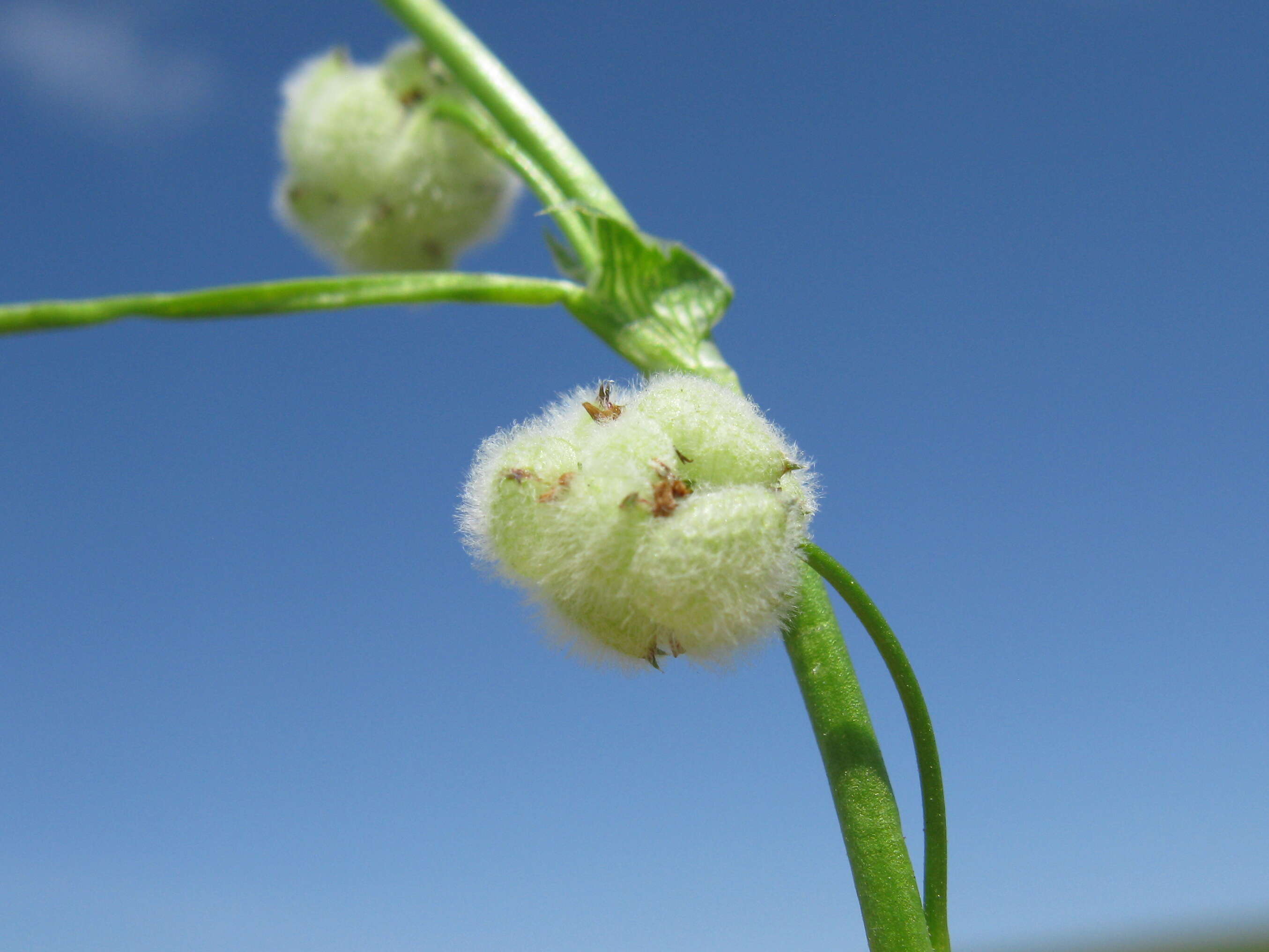 Image of woolly clover