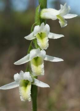 Слика од Spiranthes longilabris Lindl.