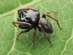 Image of Zygoballus sexpunctatus (Hentz 1845)