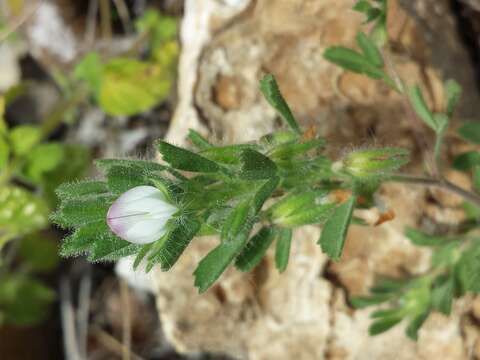 Ononis reclinata L.的圖片