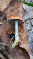 Image of Leratiomyces ceres (Cooke & Massee) Spooner & Bridge 2008