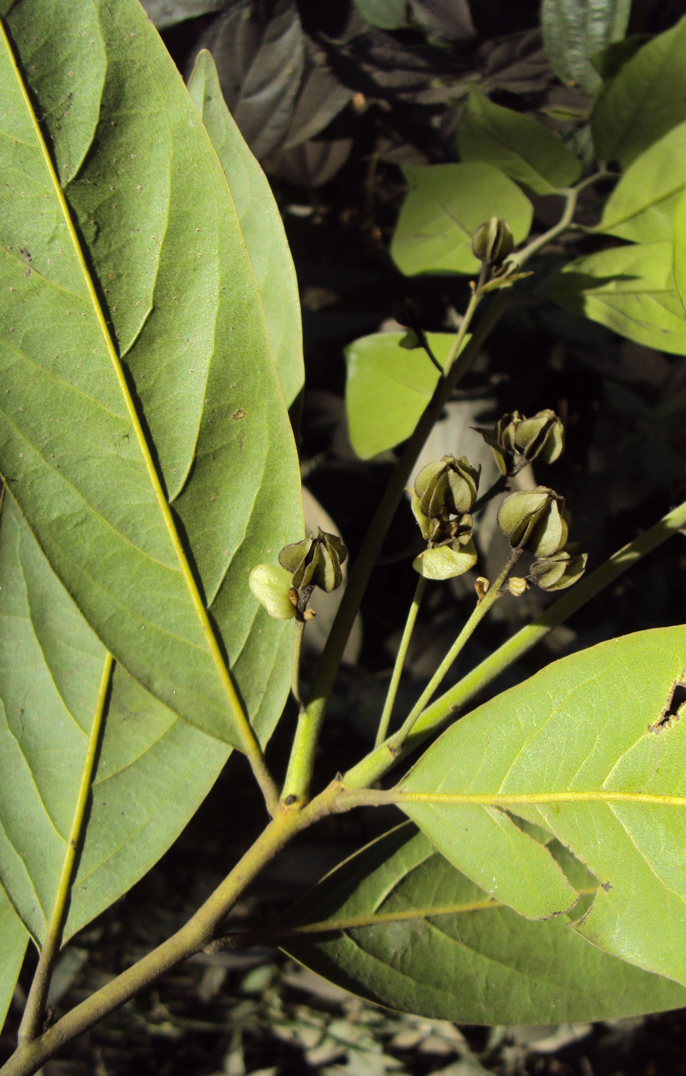 Sivun Diospyros paniculata Dalzell kuva