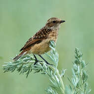 Image of Whinchat