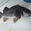 Image of Blue rockfish