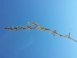 Plancia ëd Chenopodium strictum Roth