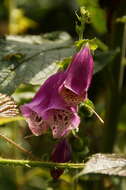 Imagem de Digitalis purpurea L.