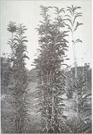 Image of Rhabdodendraceae