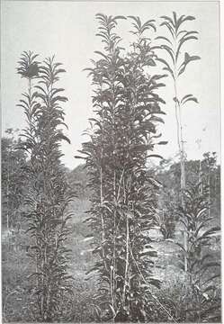 Image of Rhabdodendron