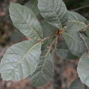 Image of <i>Quercus grisea</i>
