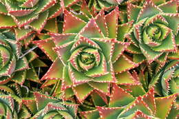 Image of Aloe × nobilis