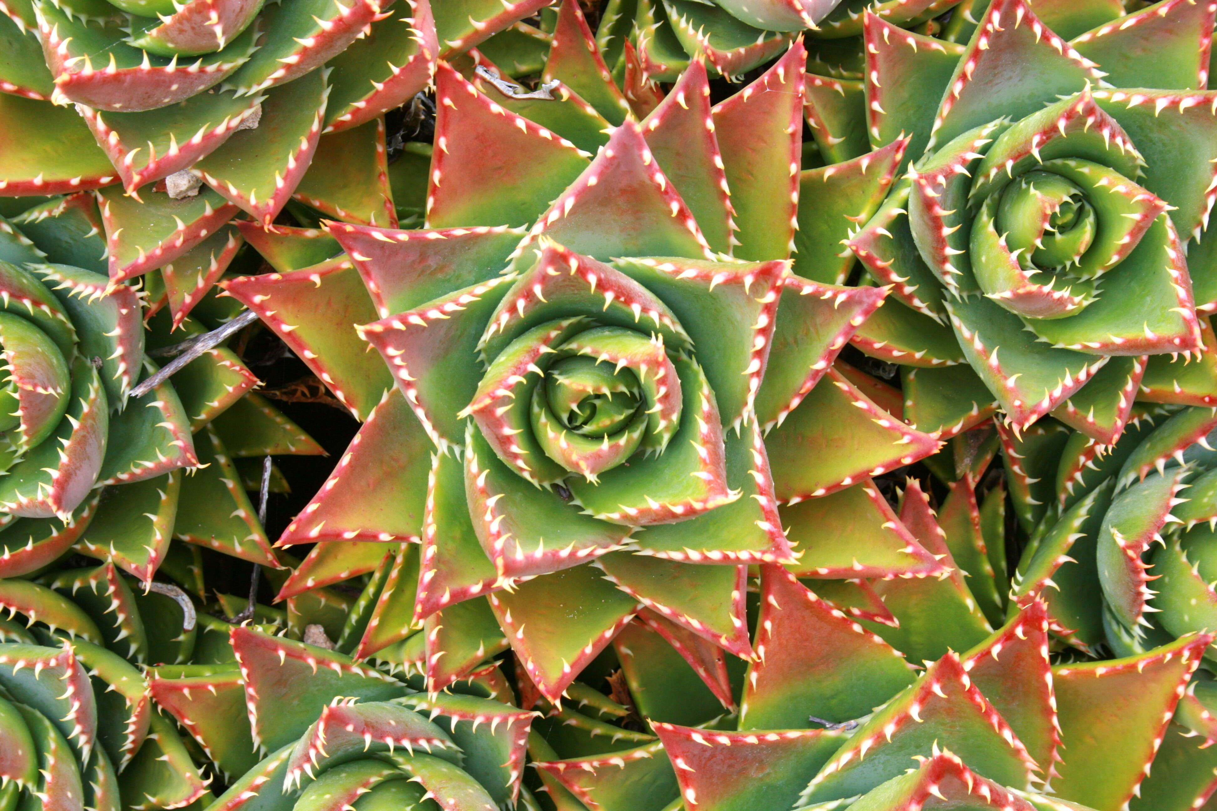 Image of Aloe × nobilis