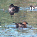 Image of Masked Duck