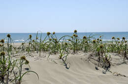 Image de Cyperus capitatus Vand.